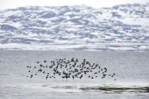 Sandpiper Prints: Picture No. 10883920