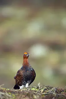 Grouse Prints: Picture No. 10883928