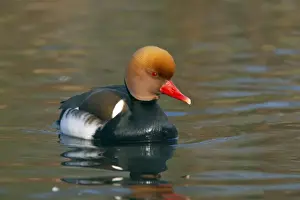 Pochard Prints: Picture No. 10883940