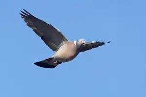 Columba Prints: Picture No. 10883949
