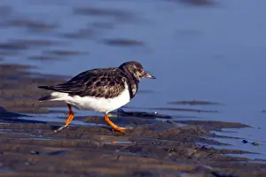 Arenaria Prints: Picture No. 10883967