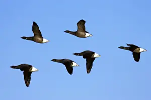 Brent Prints: Picture No. 10883970