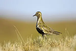 Plover Prints: Picture No. 10883993