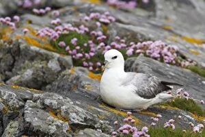 Fulmar Collection: Picture No. 10883997