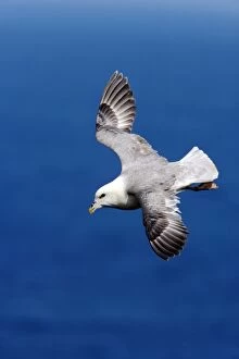 Fulmar Collection: Picture No. 10883998