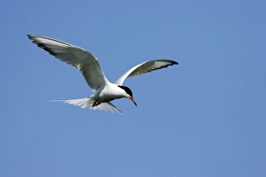 Hovering Collection: Picture No. 10884008