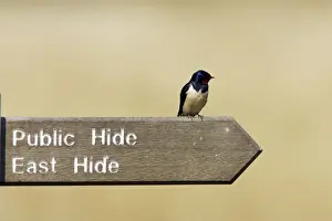 Swallow Prints: Picture No. 10884010