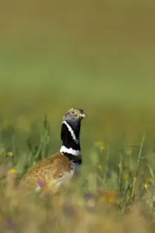 Bustard Prints: Picture No. 10884016