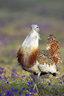 Bustard Prints: Picture No. 10884022