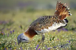 Bustard Prints: Picture No. 10884023