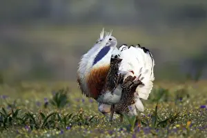 Bustard Prints: Picture No. 10884025