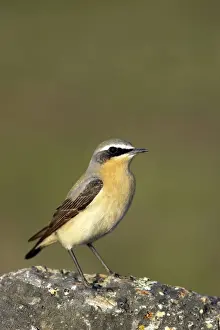 Wheatear Prints: Picture No. 10884053