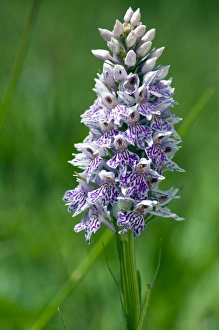 Images Dated 12th June 2010: Picture No. 10884082