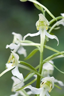 Images Dated 12th June 2010: Picture No. 10884083