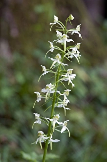 Images Dated 12th June 2010: Picture No. 10884084