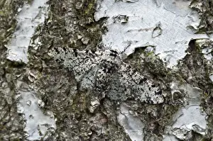 Birch Prints: Picture No. 10884103