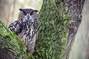 Bubo Prints: Picture No. 10884116