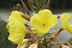 Primrose Prints: Picture No. 10884125