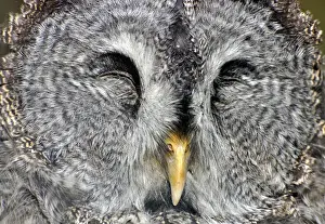 Strix Prints: Picture No. 10884151