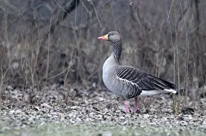 Greylag Prints: Picture No. 10884219