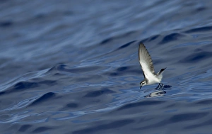 Images Dated 30th June 2011: Picture No. 10884232