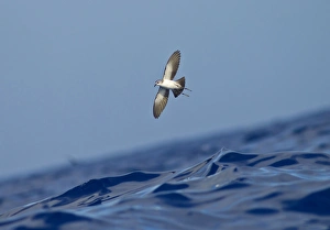 Images Dated 30th June 2011: Picture No. 10884236