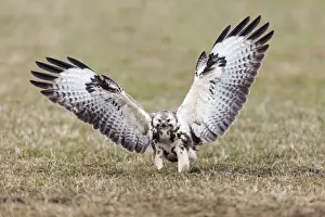 Buteo Prints: Picture No. 10884316