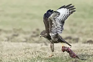 Buteo Prints: Picture No. 10884318