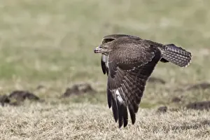 Buteo Prints: Picture No. 10884319