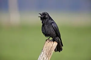 Corvus Prints: Picture No. 10884330