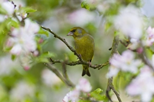 Images Dated 22nd April 2011: Picture No. 10884335