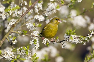 Images Dated 12th April 2011: Picture No. 10884339