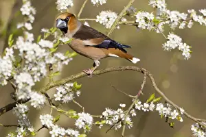 Blackthorn Prints: Picture No. 10884342