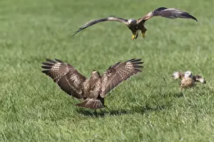 Buteo Prints: Picture No. 10884345