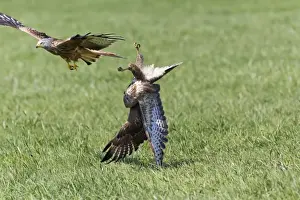 Buteo Prints: Picture No. 10884349