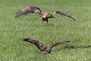 Buteo Prints: Picture No. 10884350