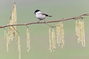 Palustris Prints: Picture No. 10884351