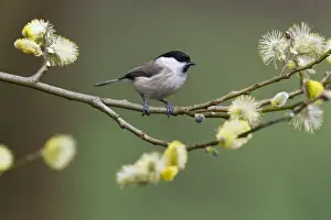 Palustris Prints: Picture No. 10884352