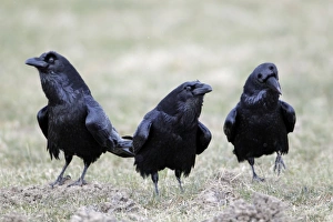 Images Dated 21st February 2011: Picture No. 10884363