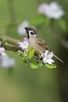 Sparrow Prints: Picture No. 10884394