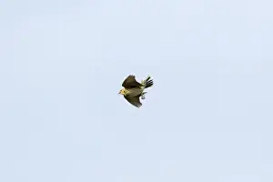 Pipit Prints: Picture No. 10884398