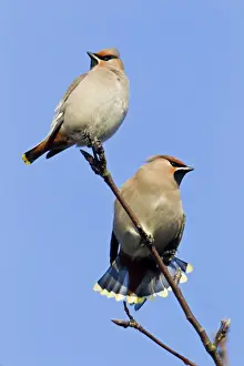 Garrulus Prints: Picture No. 10884404