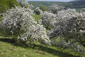 Blossom Prints: Picture No. 10884410