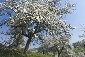 Blossom Prints: Picture No. 10884411