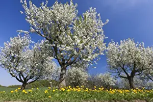 Prunus Prints: Picture No. 10884416