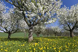 Blossom Prints: Picture No. 10884417