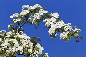 Hawthorn Prints: Picture No. 10884423