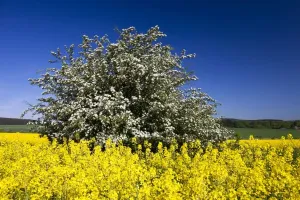 Hawthorn Prints: Picture No. 10884424