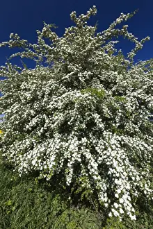Hawthorn Prints: Picture No. 10884425