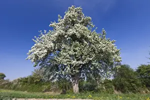 Pear Prints: Picture No. 10884430